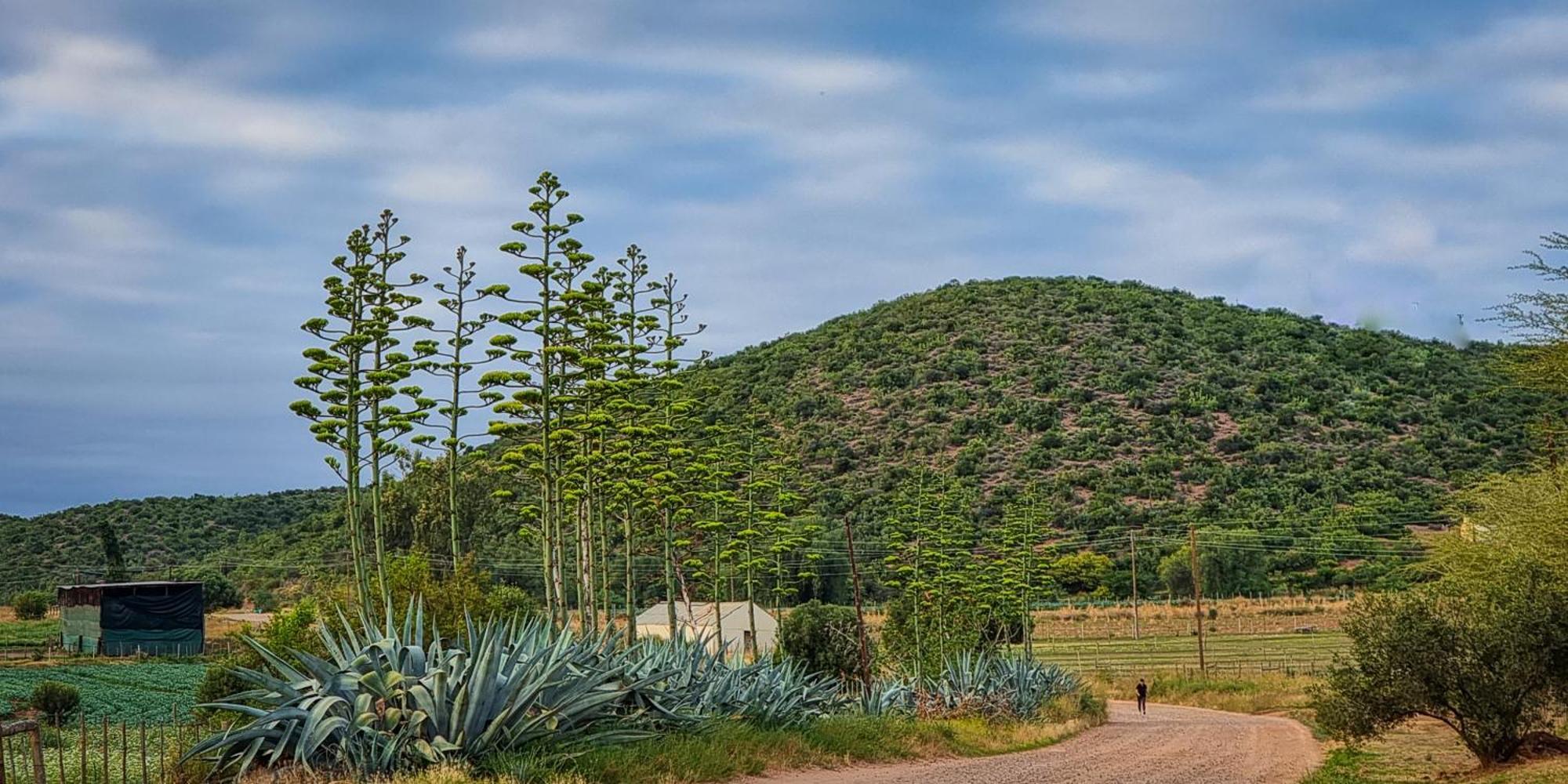 Berluda Farmhouse And Cottages Oudtshoorn Exteriér fotografie